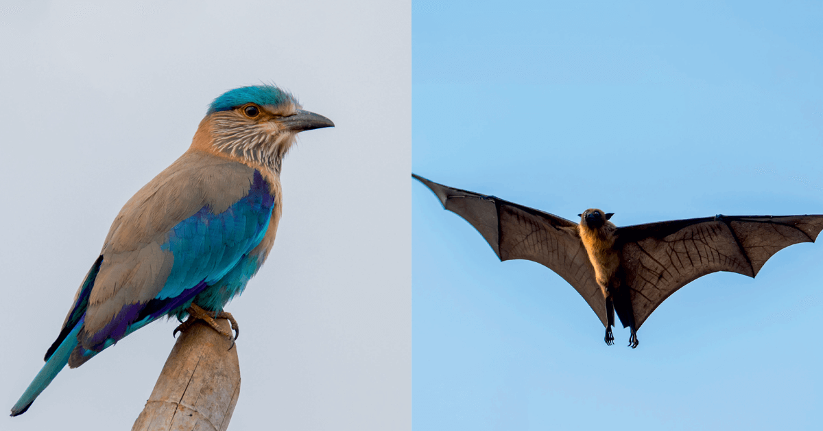 Birds vs. Bats Understanding Their Differences