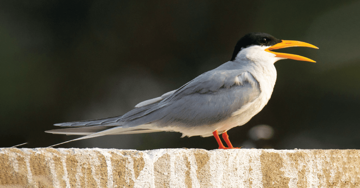 Sharnabasaveshwar Tank A Haven for Bird Watchers