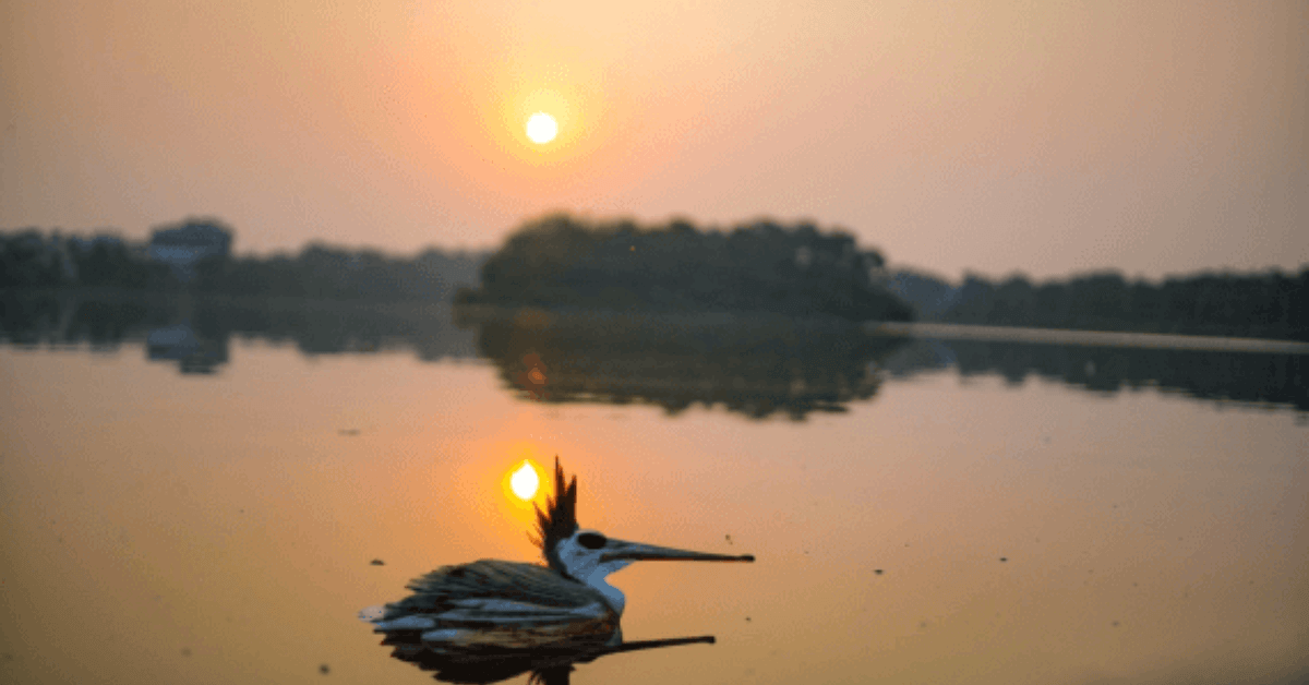 The Role of Sharanabasaveshwara Lake in Local Biodiversity