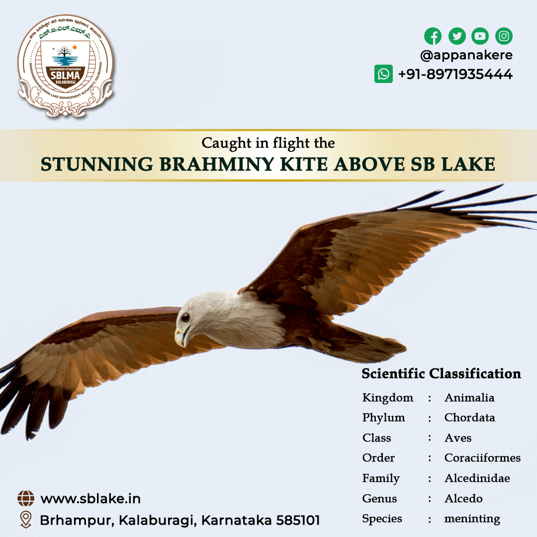 brahminy kite bird