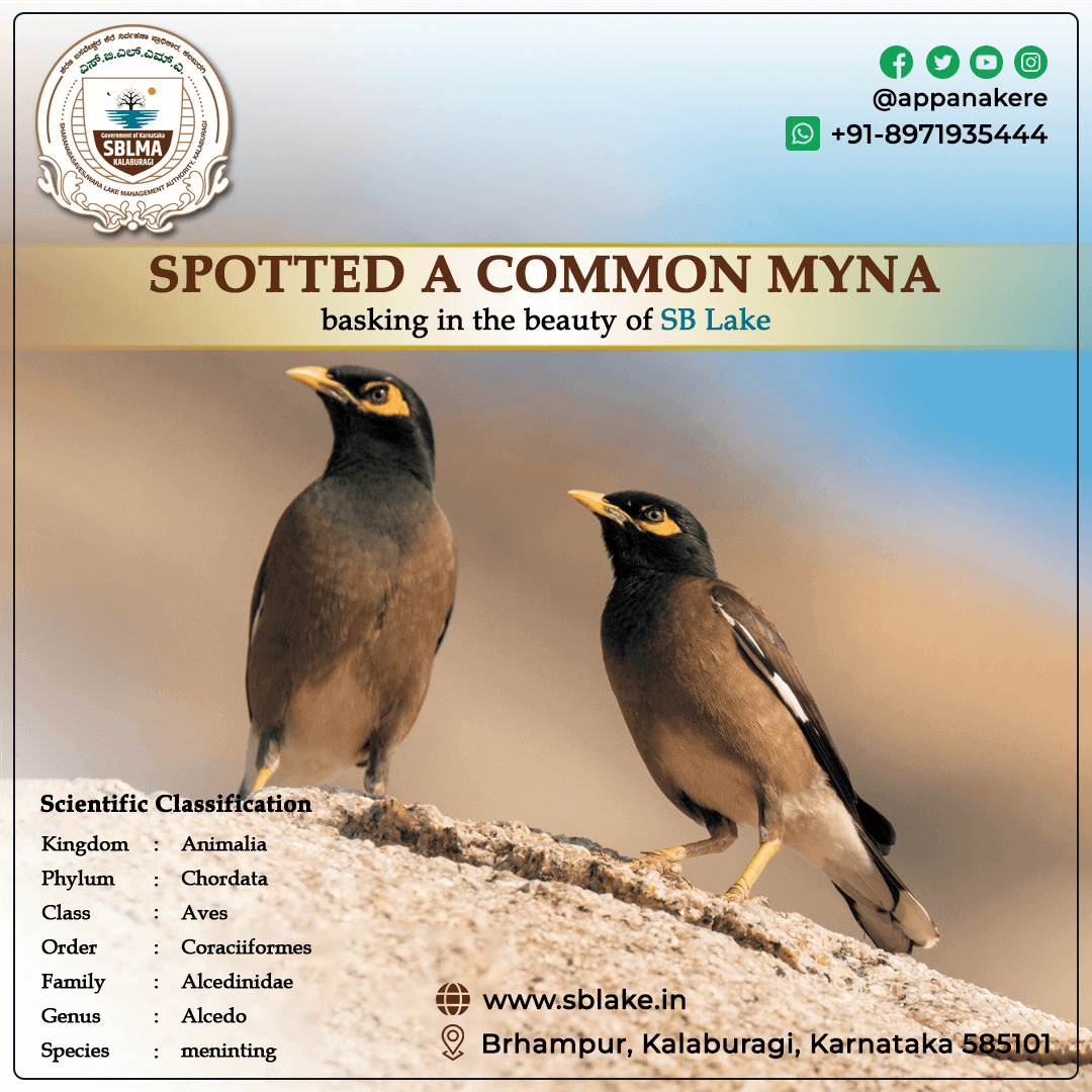 common myna bird