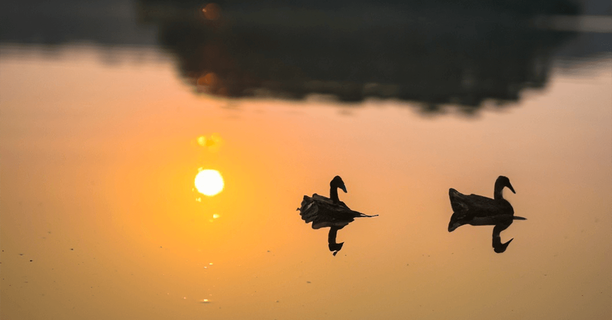 Studying Biodiversity During a Picnic at Appa Lake