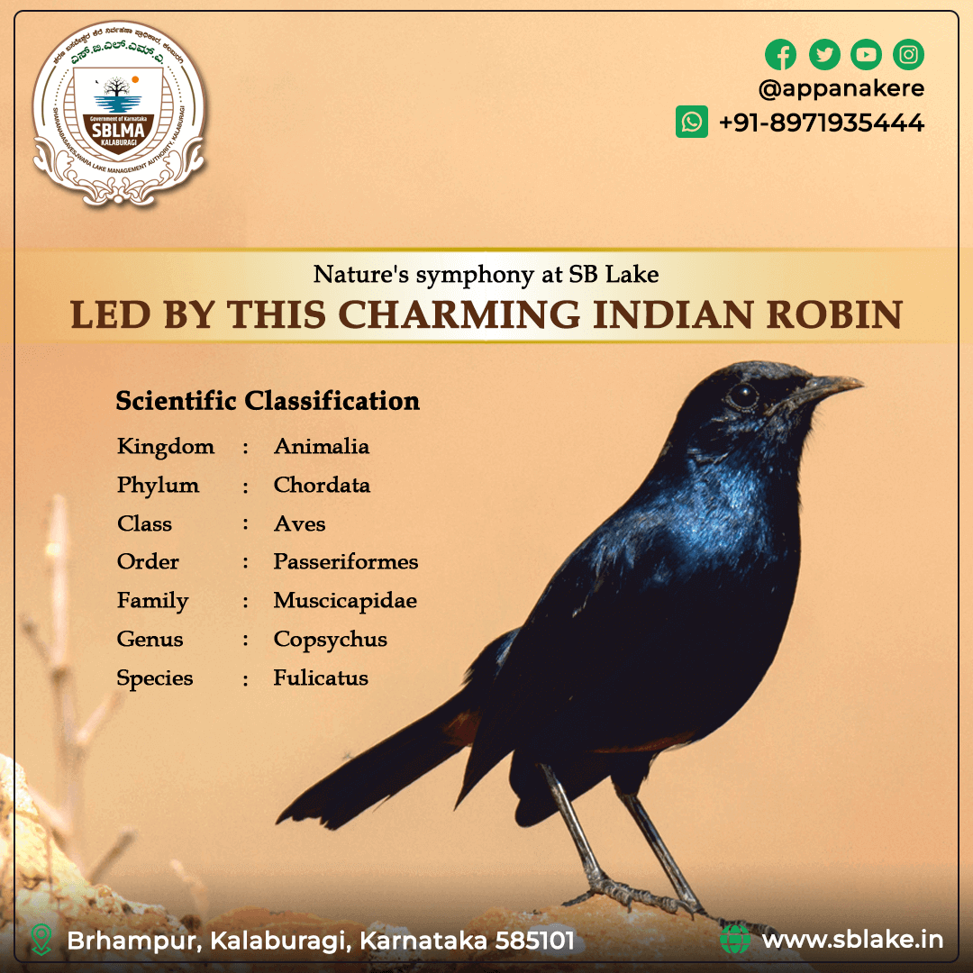 charming indian robin